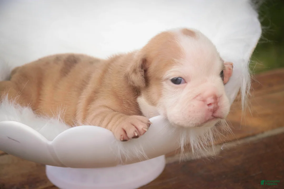 English Bulldog dogs for sale: Tonya English Bulldog  - Ad 2