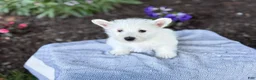 West Highland Terrier dogs for sale: Blazer - Ad 15