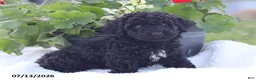 Miniature Poodle dogs for sale: Nate - Ad 6