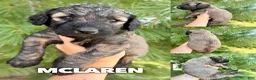 Goldendoodle dogs for sale: McLaren - Standard F1b - Ad 3