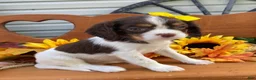 Cavalier King Charles Spaniel dogs for sale: Heidi- chocolate tri - Ad 4