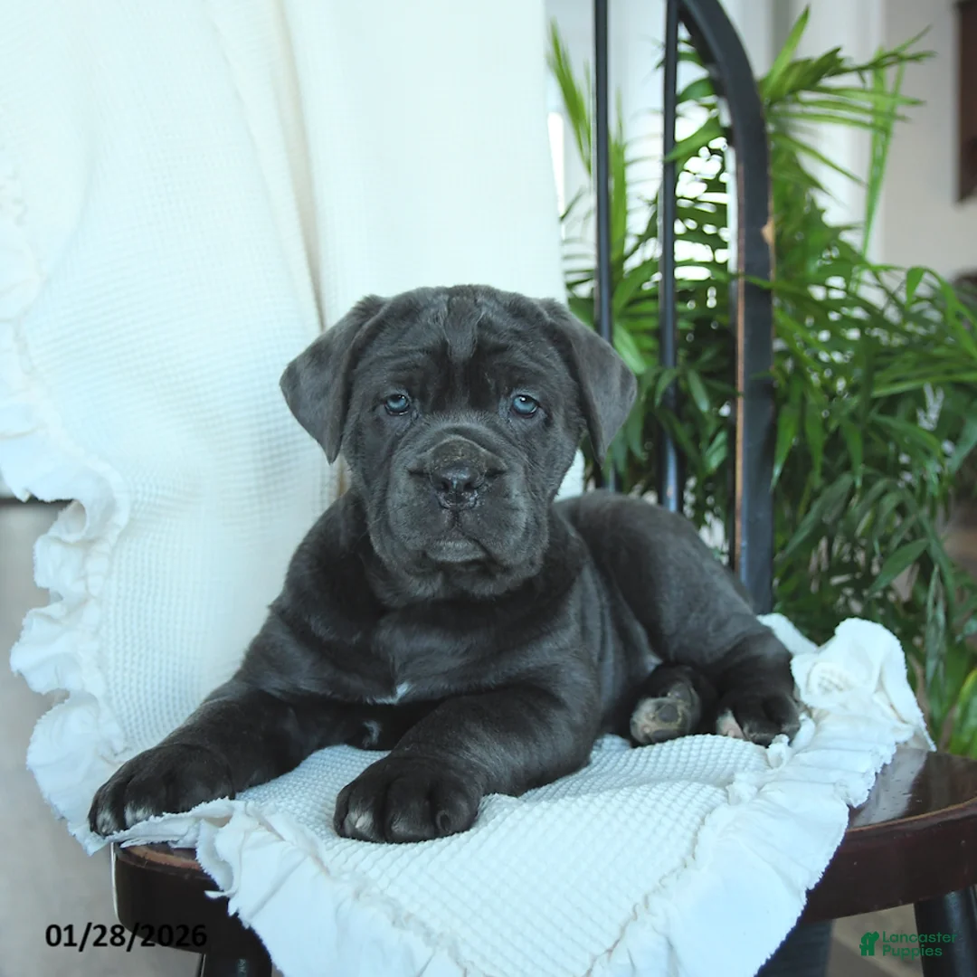 Cane Corso dogs for sale: Avalon - Ad 5