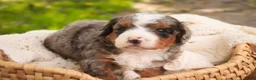 Bernedoodle dogs for sale: Everest Miniature Bernedoodle  - Ad 7