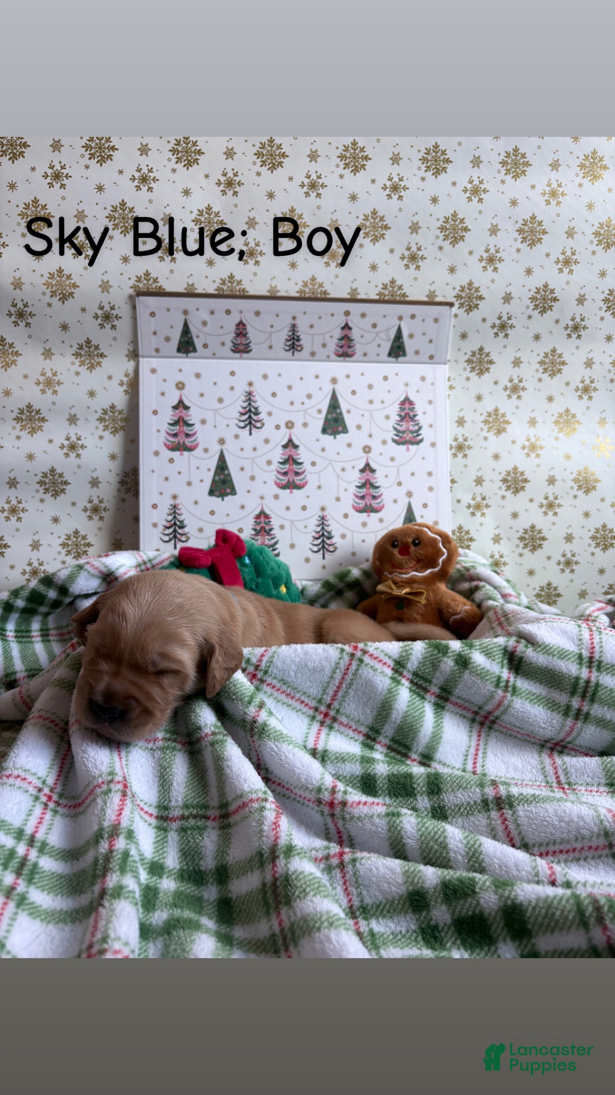 Golden Retriever dogs for sale: Golden Retriever 1 - Ad 31