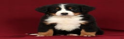 Bernese Mountain Dog dogs for sale: Ty - Ad 6