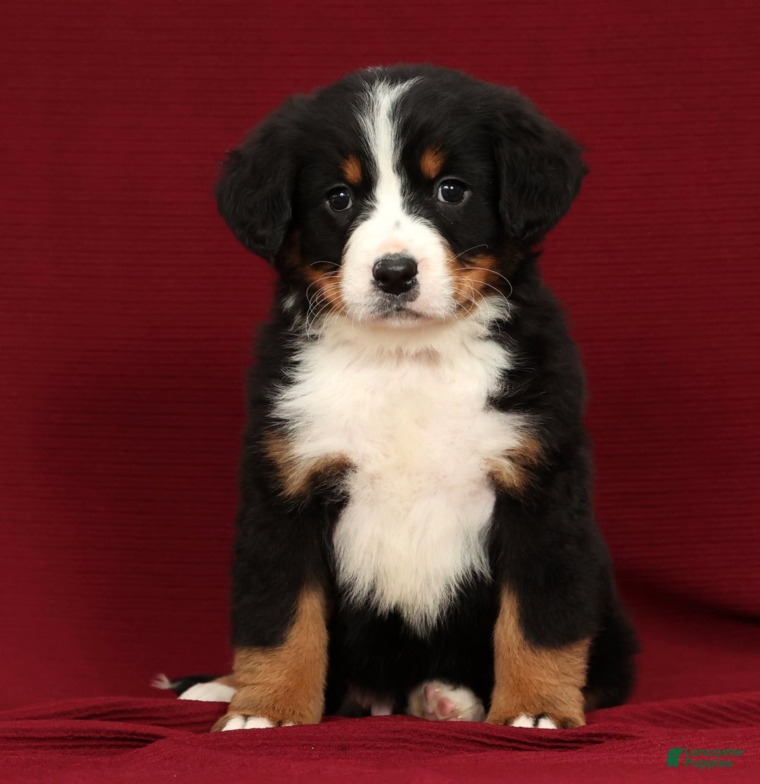 Bernese Mountain Dog dogs for sale: Ty - Ad 6