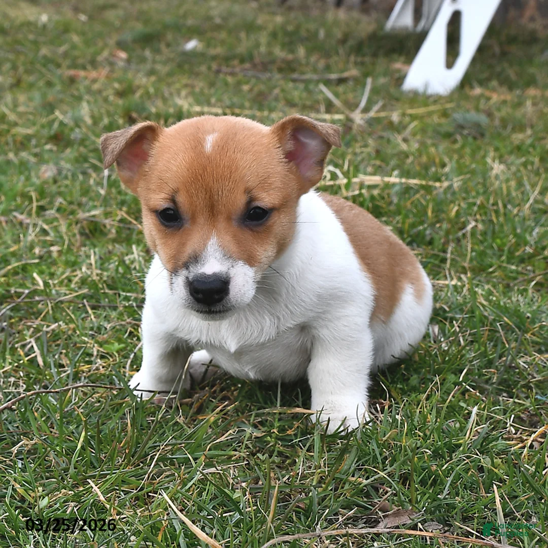 Jack Russell Terrier dogs for sale: Mocha - Ad 1