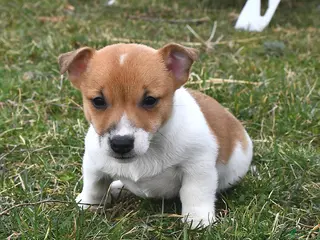 Jack Russell Terrier dogs for sale: Mocha - Ad 3