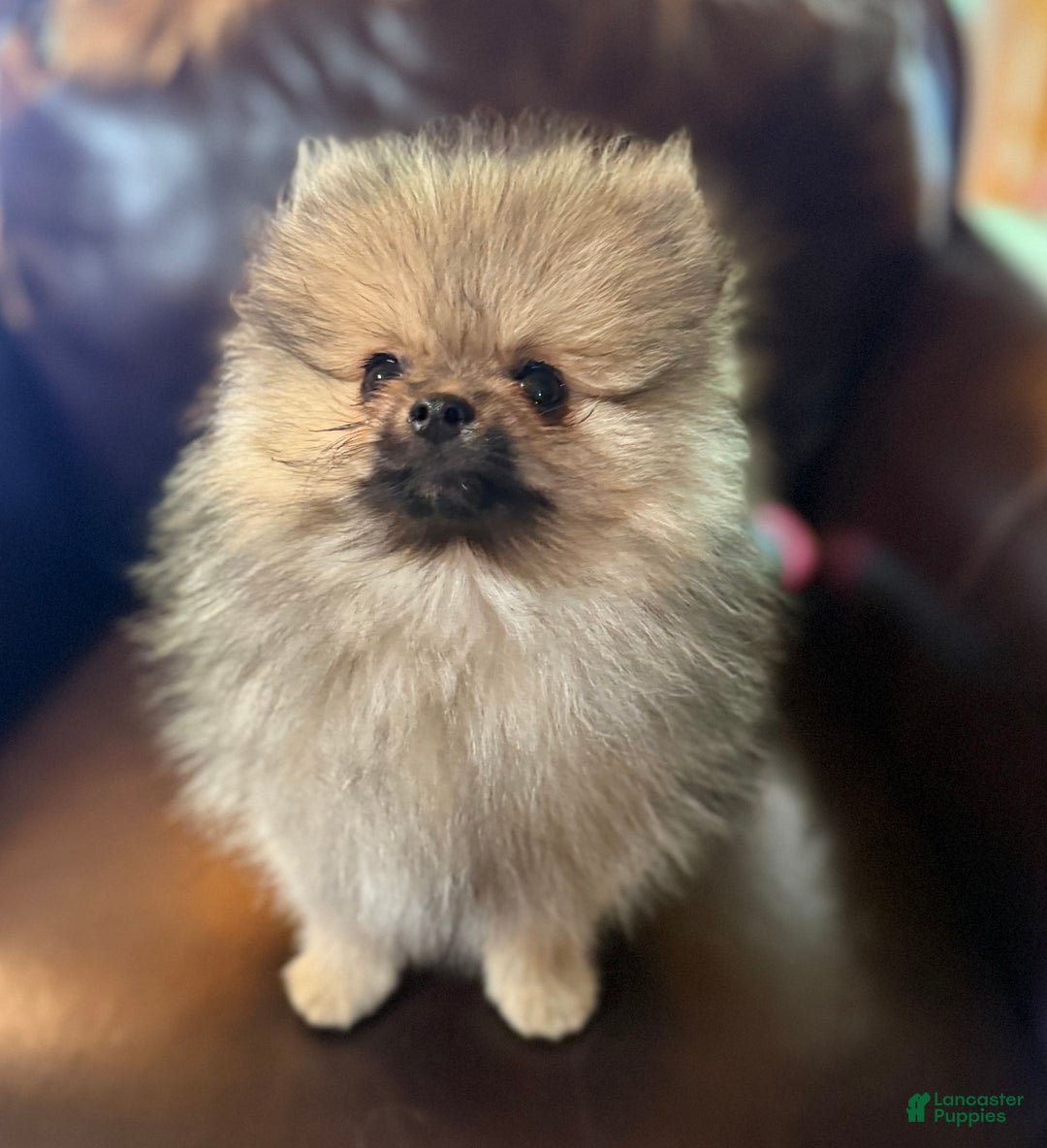 Pomeranian dogs for sale: Benji was his name~o - Ad 10