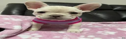 French Bulldog dogs for sale: Snowcake - Ad 11