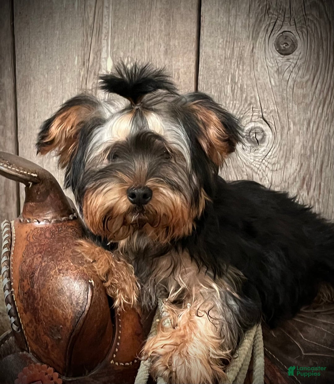 Yorkshire Terrier dogs for sale: Yorkshire Terrier Puppy 1 - Ad 1