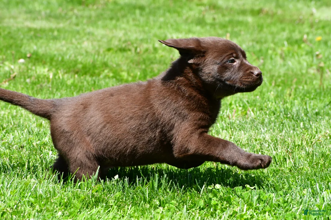 Labrador Retriever dogs for sale: Travis - Ad 11