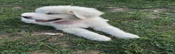 Great Pyrenees dogs for sale: Rosalee - Ad 3