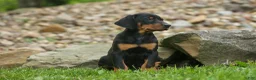 Doberman Pinscher dogs for sale:  Delta (Black Rust) 🖤🐾 - Ad 5