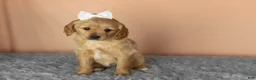 Mixed Breed dogs for sale: Bella  - Ad 2
