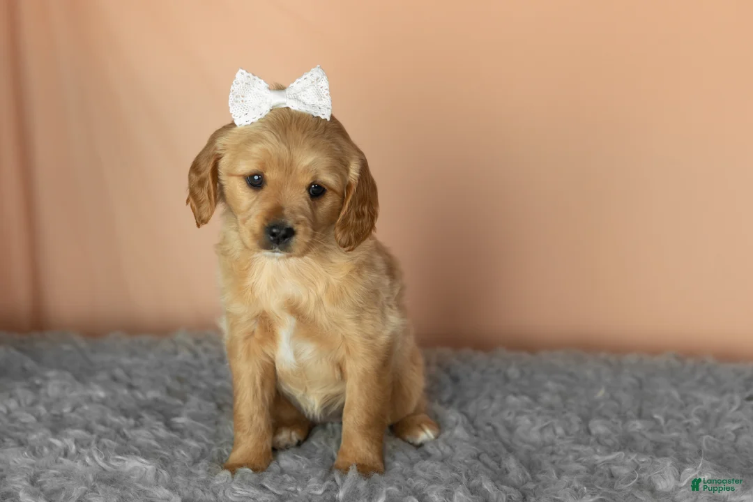 Mixed Breed dogs for sale: Bella  - Ad 2