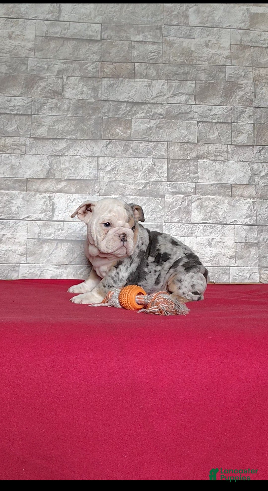 English Bulldog dogs for sale: Renae - Ad 6