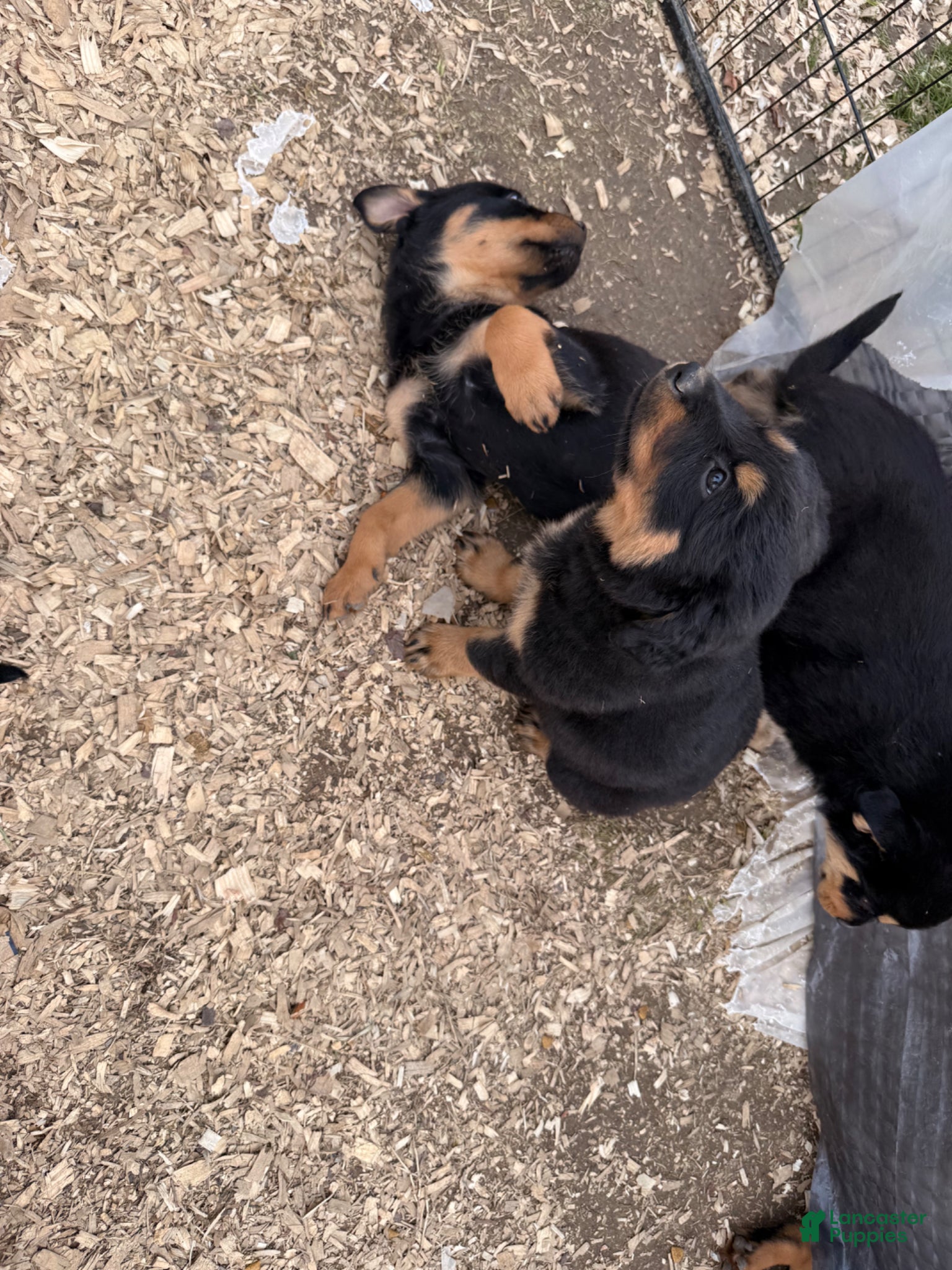 Rottweiler dogs Rottweiler Puppy 3 - Ad 39