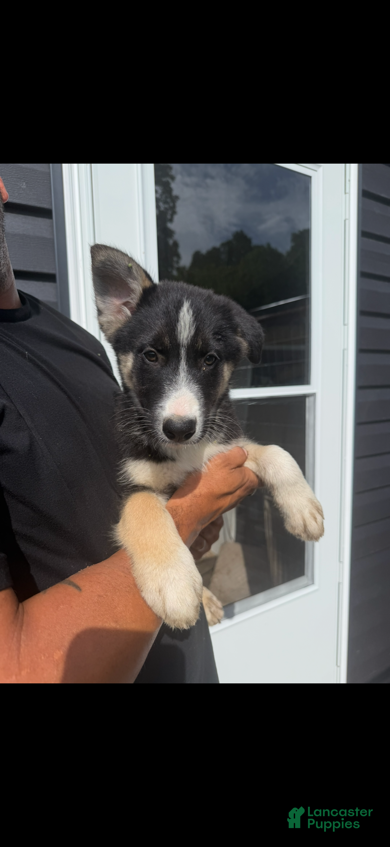Gerberian Shepsky dogs Gerberian Shepsky 1 - Ad 36