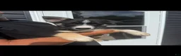 Gerberian Shepsky dogs for sale: Gerberian Shepsky 1 - Ad 1