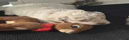Mini Goldendoodle dogs for sale: Mini Goldendoodle 6 - Ad 1