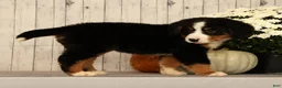 Bernese Mountain Dog dogs for sale: Heather - Ad 6