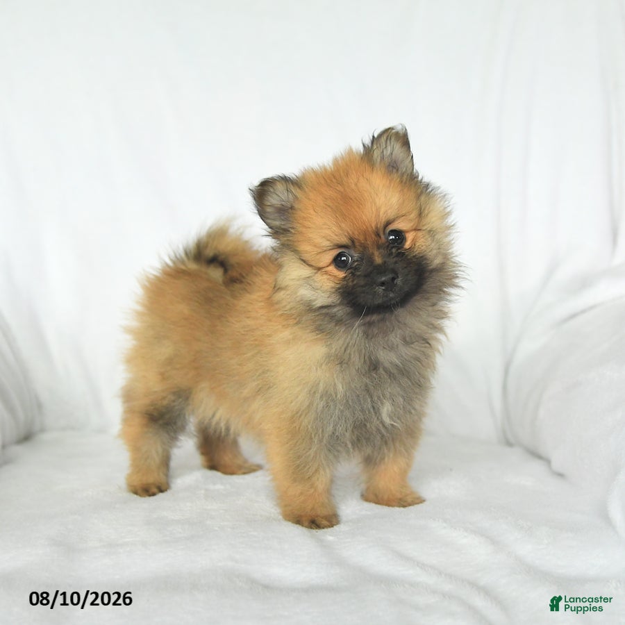 Pomeranian dogs Parker - Ad 1