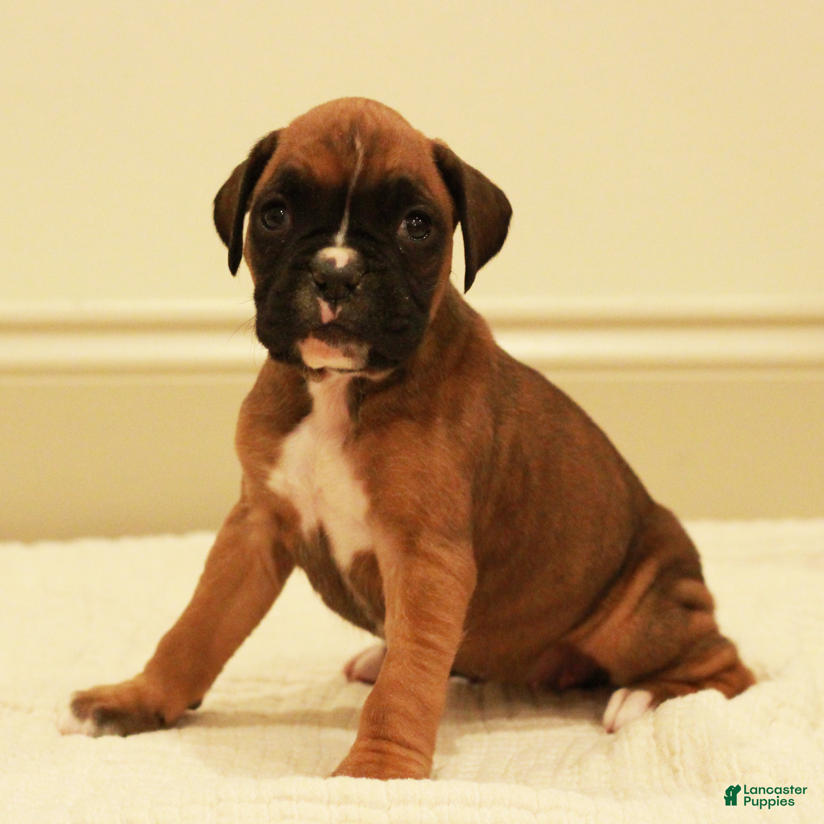 Boxer dogs Flora - Ad 40