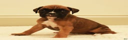 Boxer dogs for sale: Flora - Ad 1