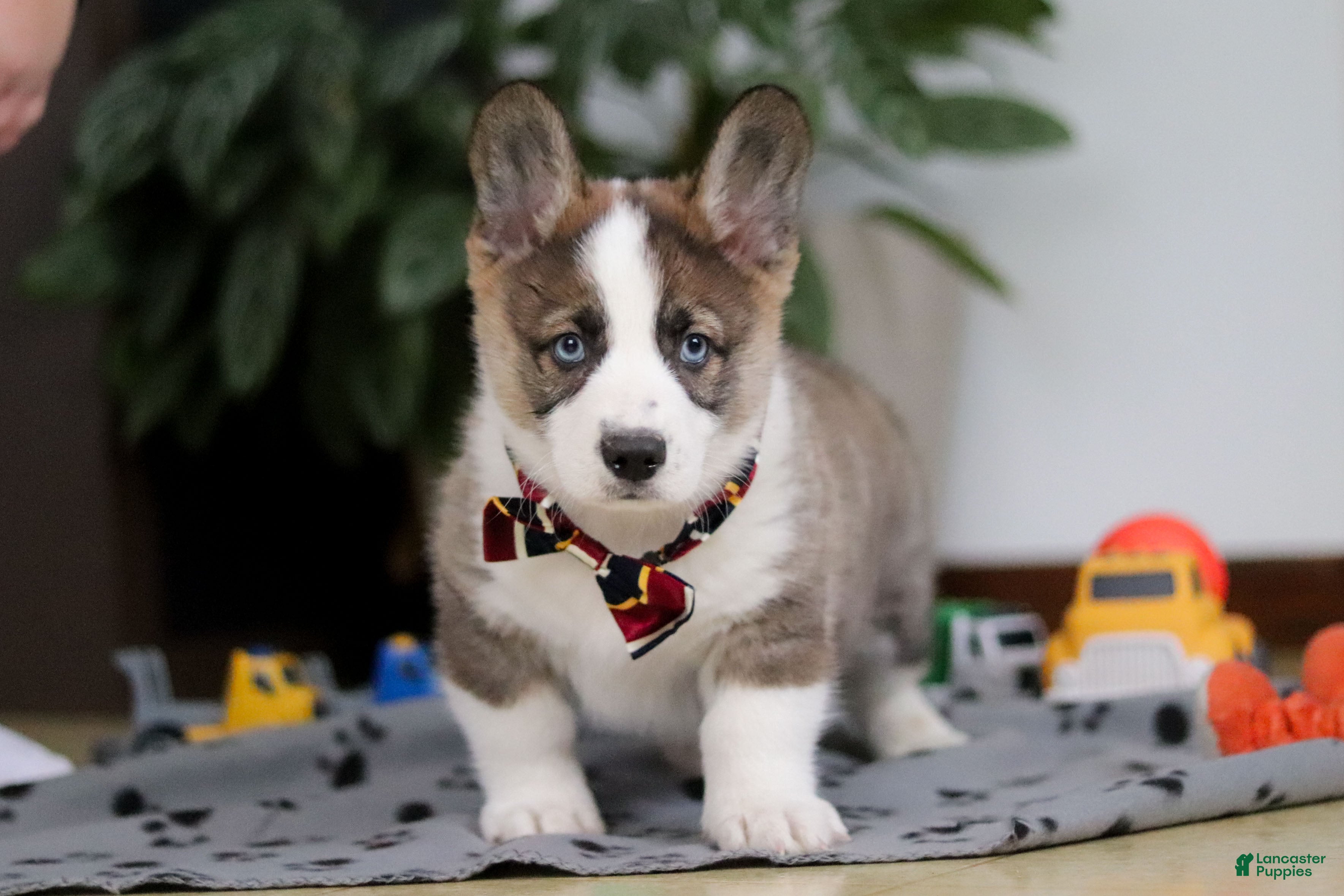 Mixed Breed dogs Randy - Ad 2