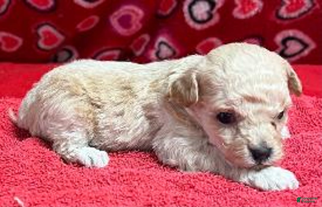 Toy Poodle dogs for sale: Ollie - Ad 1