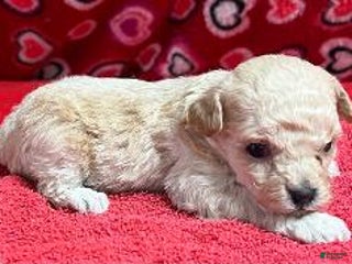 Toy Poodle dogs Ollie - Ad 16