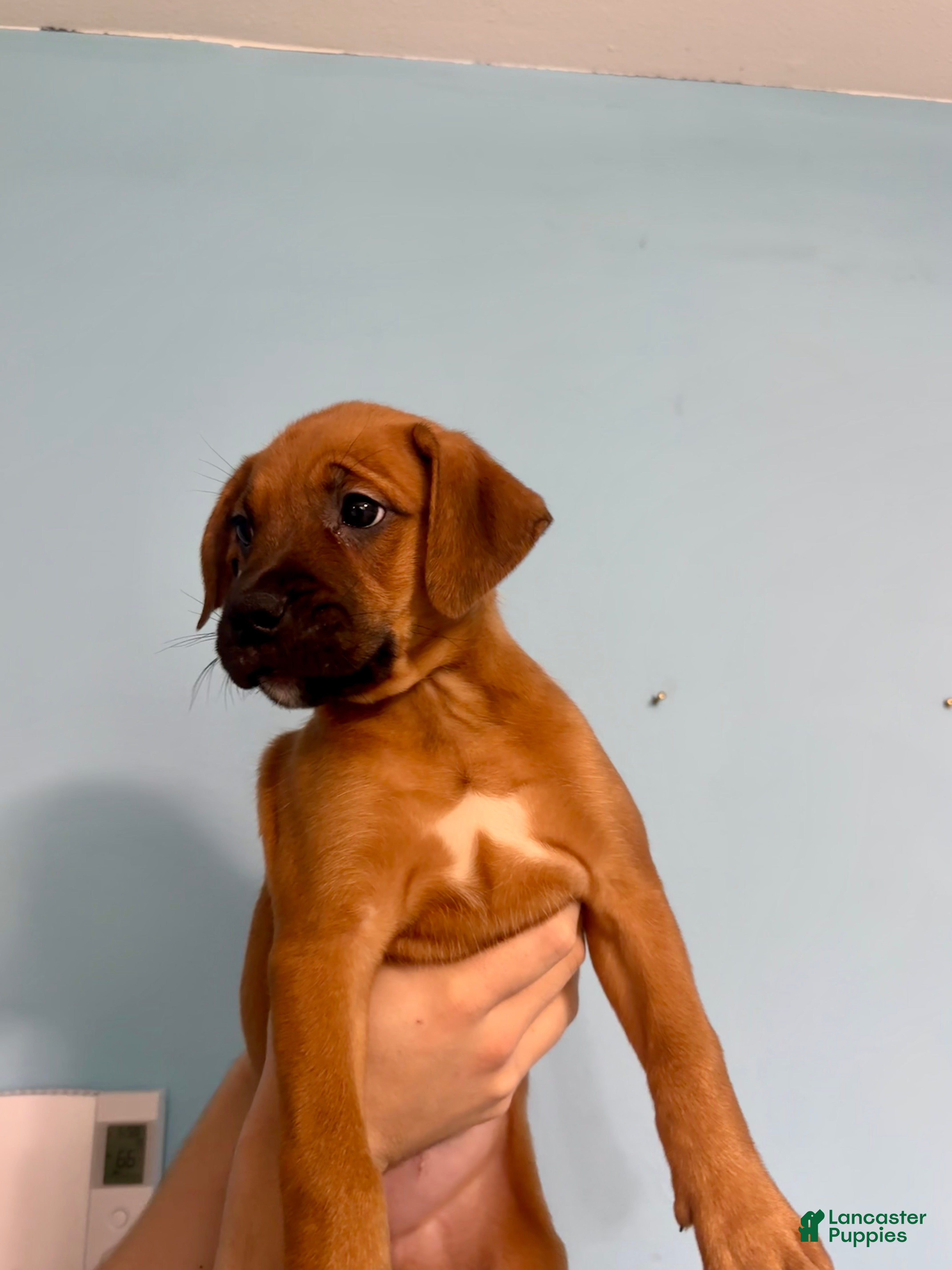 Mixed Breed dogs Nala - Ad 5