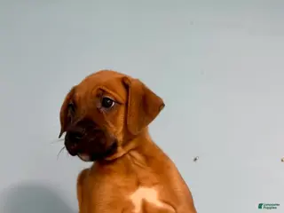 Mixed Breed dogs Nala - Ad 5