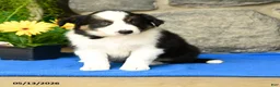 Border Collie dogs for sale: Kyle - Ad 3