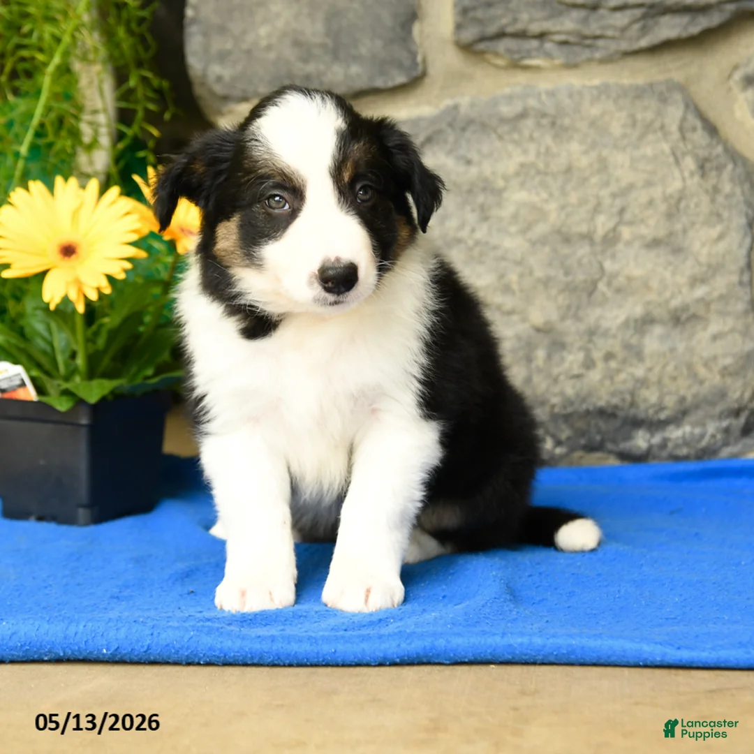 Border Collie dogs for sale: Kyle - Ad 3