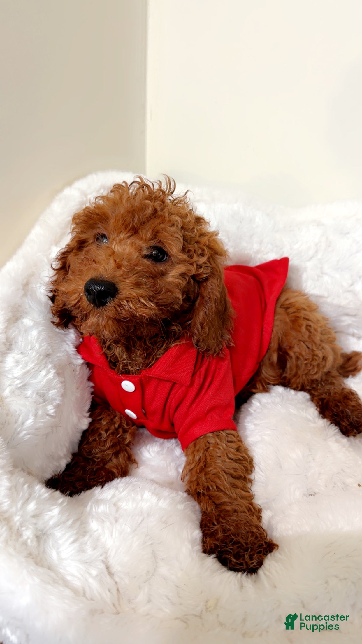 Cavapoo dogs Poppy  - Ad 26