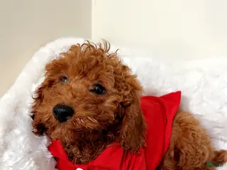 Cavapoo dogs Poppy - Ad 26