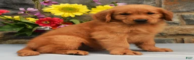 Cooper