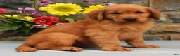 Golden Retriever dogs for sale: Cooper - Ad 1