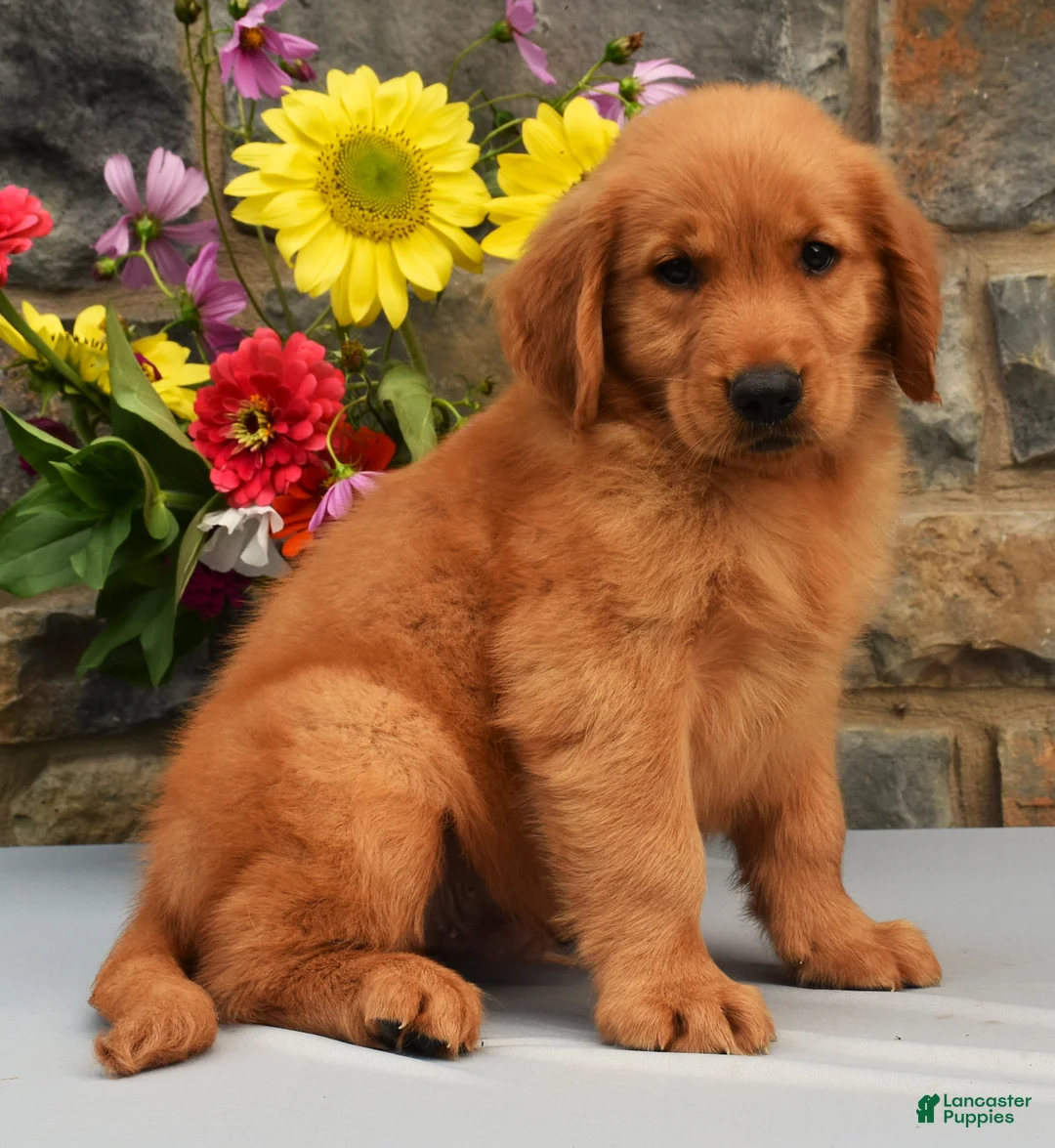 Golden Retriever dogs for sale: Cooper - Ad 1