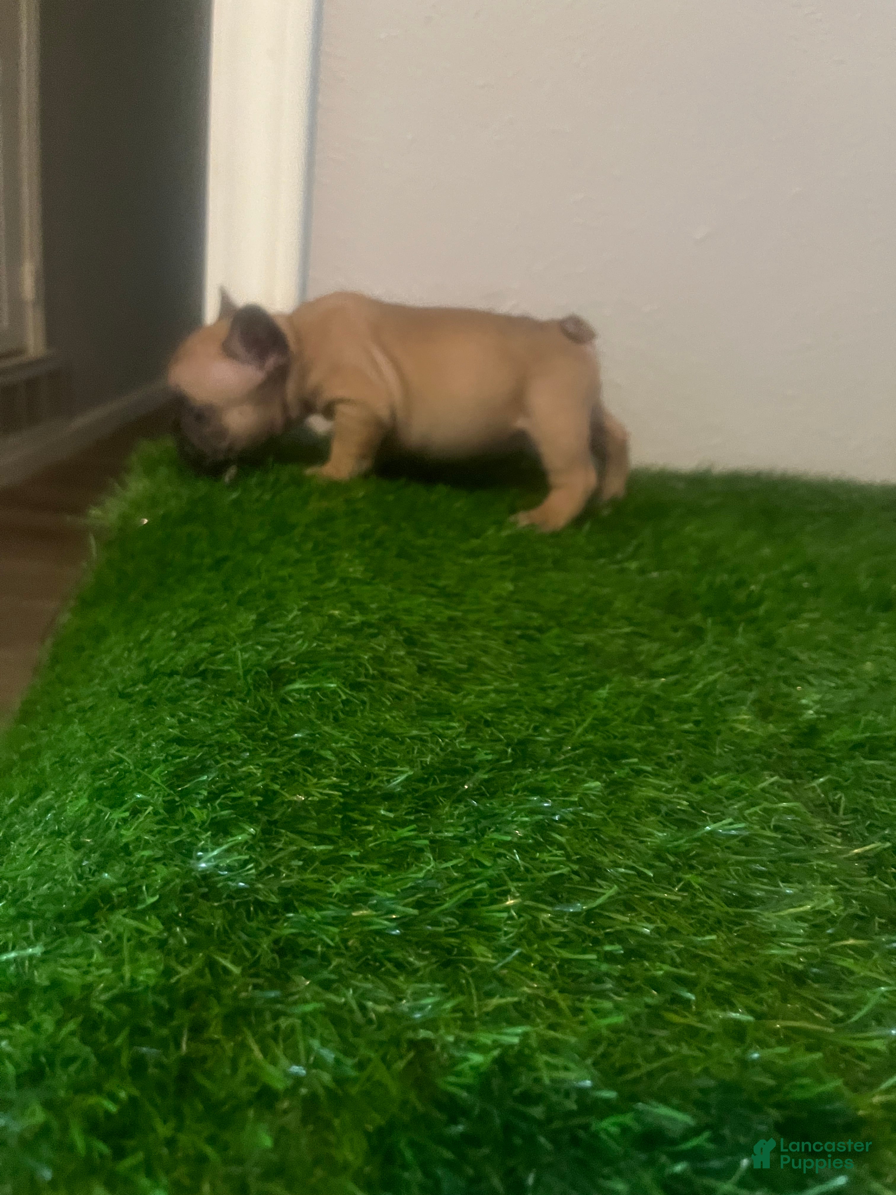 French Bulldog dogs French Bulldog 1 - Ad 36