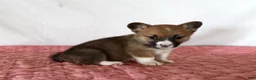 Welsh Corgi Pembroke dogs for sale: Holly - Ad 3