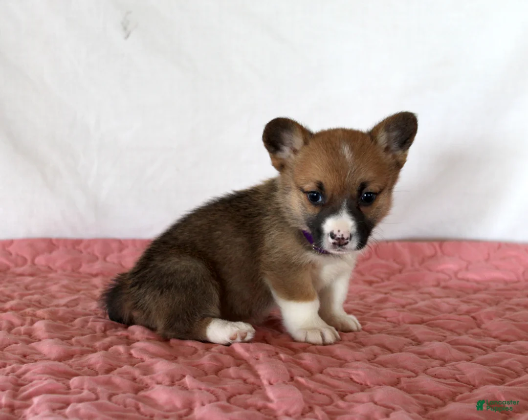 Welsh Corgi Pembroke dogs for sale: Holly - Ad 3