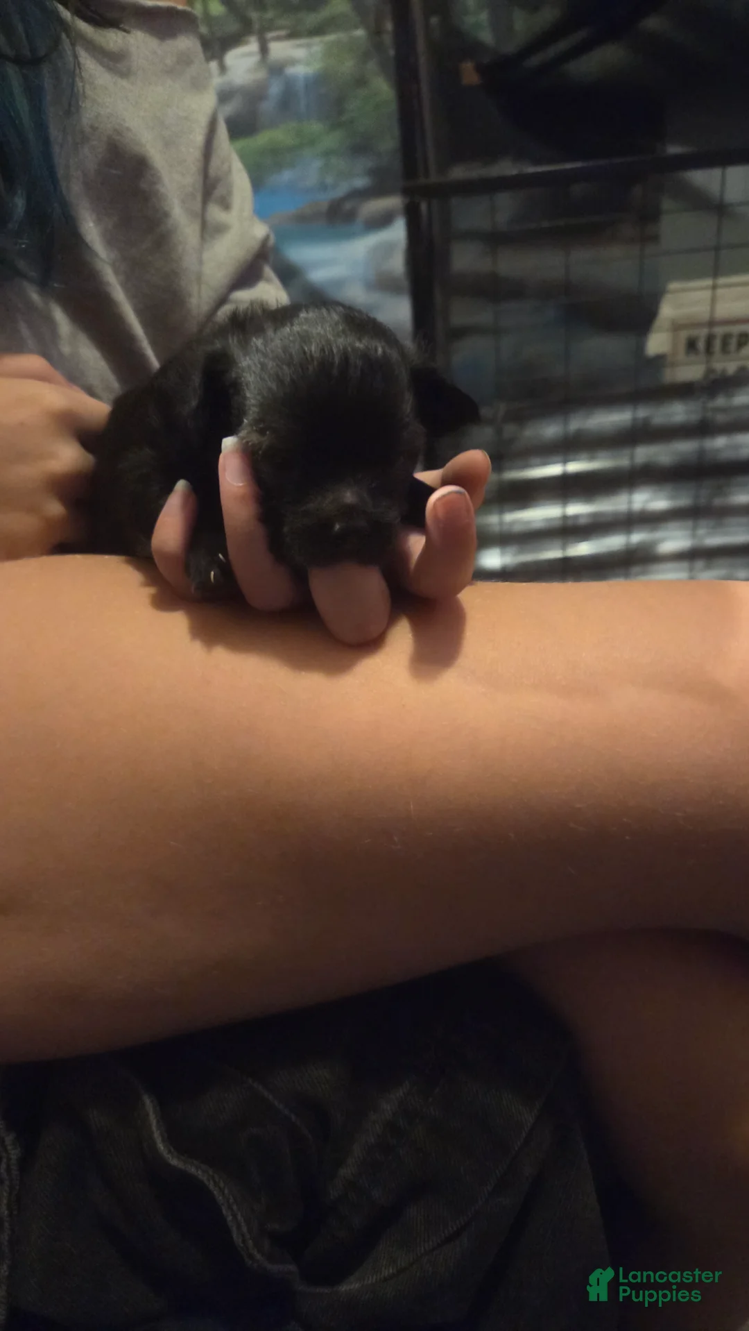 Chihuahua dogs for sale: Chihuahua 1 (Blacky) - Ad 2