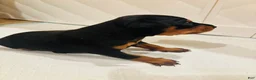 Miniature Pinscher dogs for sale: Miniature Pinscher Puppy 2 - Ad 4
