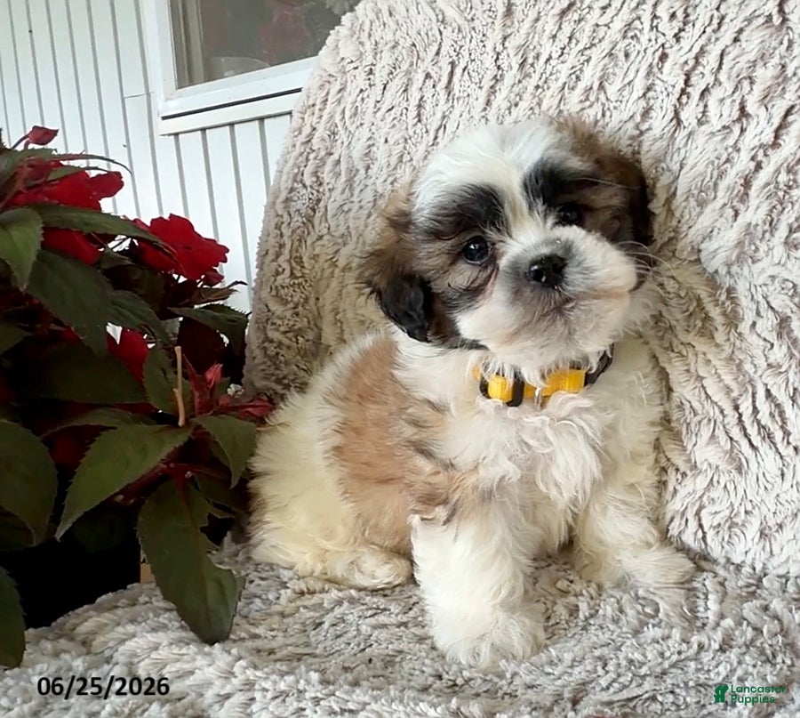 Teddy Bear dogs Otis - Ad 1