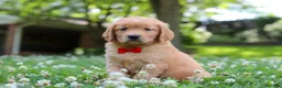 Golden Retriever dogs for sale: Charlie - Ad 4