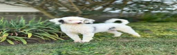 Mini Aussiedoodle dogs for sale: Lani - Ad 13