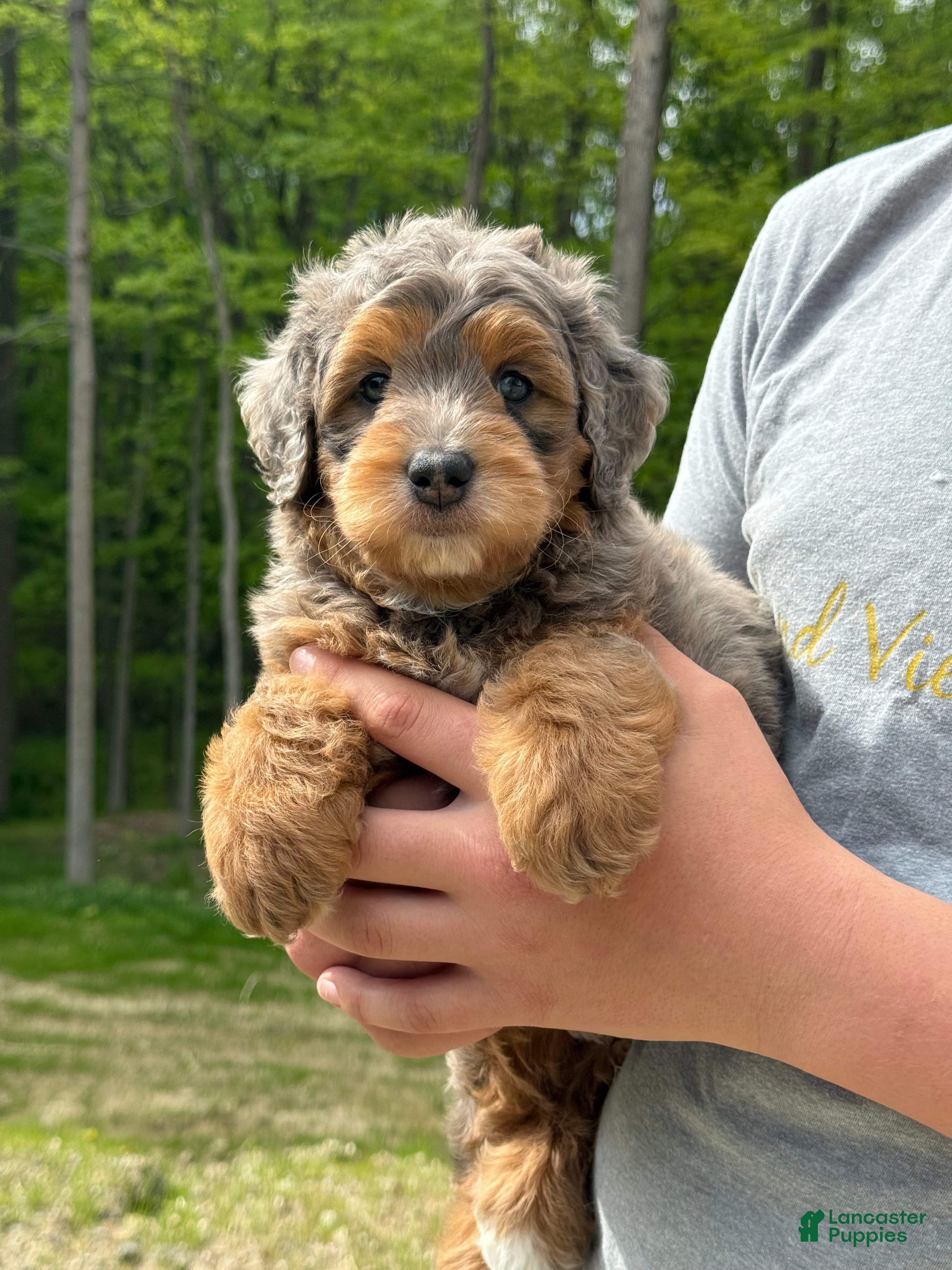 Mini Goldendoodle dogs Cash 🧸❤️ - Ad 1